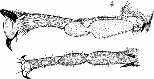 Figure 2. Middle tarsus of Eusthenia venosa (Tillyard) (top) with, and of Brachyptera seticornis (Klapálek) (bottom) without euplantulae.