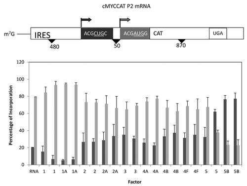 Figure 7. Influence of added initiation factors on the translation of the cMYCCATP2 mRNA. Above the bar graph is a representation of the cMYCCATP2 mRNA. The bar graph depicts the relative levels of the long and short forms of the reporter protein observed in the presence of the added initiation factors. The result of having no added initiation factors (RNA) or 1X or 2X added initiation factor (the 1X value is the left most column for each factor addition) is shown. For simplicity, the eIF designation is not included in front of the number for each factor.