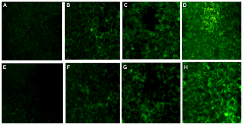 Figure S3 The uptake of FITC-labeled non-targeted MTX-HSA NPs (A) biotin 3.66-MTX-HSA NPs (B), biotin 7.01-MTX-HSA NPs (C), biotin 9.41-MTX-HSA NPs (D) at concentration of 1 mg/mL to T47D tumor cells after 4 hours at 37°C. The uptake of FITC-labeled non-targeted MTX-HSA NPs (E), biotin 3.66-MTX-HSA NPs (F), biotin 7.01-MTX-HSA NPs (G), biotin 9.41-MTX-HSA NPs (h) at concentration of 1 mg/mL to HeLa tumor cells after 4 hours at 37°C.Abbreviations: FITC, fluorescein isothiocyanate; MTX, methotrexate; MTX-HSA NP, methotrexate–human serum albumin conjugated nanoparticle; biotin 3.66-MTX-HSA NPs, biotin targeted methotrexate–human serum albumin nanoparticles: 3.66 ± 0.22 biotin/human serum albumin molar ratio; biotin 7.01-MTX-HSA NPs, biotin targeted methotrexate–human serum albumin nanoparticles: 7.01 ± 0.14 biotin/human serum albumin molar ratio; biotin 9.41-MTX-HSA NPs, biotin targeted methotrexate–human serum albumin nanoparticles: 9.41 ± 0.34 biotin/human serum albumin molar ratio.