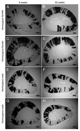 Figure 3 Representative images of β-gal-positive and β-gal-negative stripes in adult 21OH/LacZ transgenic adrenal cortex sections. (A and B) hemizygous female, (C and D) homozygous female, (E and F) hemizygous male and (G and H) homozygous male 21OH/LacZ transgenic mice at 8 (A, C, E and G) and 52 (B, D, F and H) weeks of age. Adrenal glands were frozen-sectioned and stained for β-gal. Dark stripes in the photographs were stained blue (β-gal-positive). Scale bar, 0.2 mm.