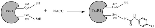 Figure 8. Proposed mechanism of TrxR1 inhibition by NACC. The tandem mass analysis of the NACC-inhibited TrxR1 revealed the selenothiols of Sec498 at the active site reacted with NACC to form mono-p-chlorophenyl carbamoylated enzymes, resulting in irreversible inhibition.