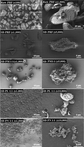 Figure 1. Scanning electron microscopic image of PRF and co-spray-dried microparticles. SD-PRF, spray-dried PRF; SD-PL, co-spray-dried PRF with L-leucine; SD-PN, co-spray-dried PRF with NaCl; SD-PM, co-spray-dried PRF with mannitol.