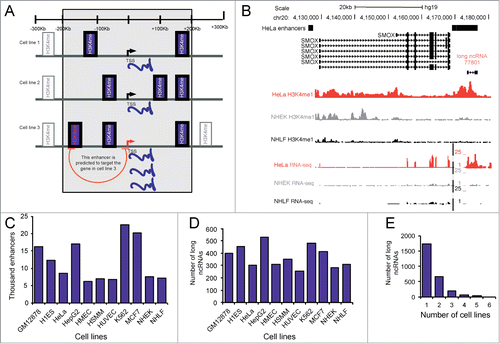 Figure 1. Overlap of long ncRNAs with predicted tissue-specific enhancers. (A) Overview of the modified PreSTIGE enhancer prediction used in this study. PreSTIGE predicts enhancers by first finding PCGs with tissue-specific increased expression. In the tissue in which the PCG has an increased expression and within the specified domain size surrounding the TSS of the PCG (200kb) PreSTIGE predicts enhancers based on the presence of cell type specific H3K4me1 domains. (B) Example of a long ncRNA that is specifically expressed in HeLa and overlaps a predicted HeLa specific enhancer. Black bars labeled HeLa enhancers show predicted enhancers at 2 sites in the locus. Also shown is the ENCODE annotated isoforms of long ncRNAs and PCGs. ENCODE data for selected representative cell lines are shown for H3K4me1 and RNA sequencing data deposited in the UCSC genome browser. (C) The number of PreSTIGE predicted cell type specific enhancers in 11 different cell lines. (D) The number of annotated long ncRNAs that overlap a tissue-specific enhancer predicted by PreSTIGE. (E) The number of cell lines in which a given long ncRNA overlaps a predicted enhancer.