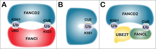 Figure 3. Models for FANCD2 and FANCI monoubiquitination. The schematics depict several potential outcomes upon monoubiquitination of FANCD2 and FANCI, which would preclude further ubiquitination. (A) The ID2 heterodimer inactivation model. Following monoubiquitination, ID2 heterodimerization occurs and is stabilized through a noncovalent interaction between monoubiquitin covalently linked to FANCI K523 and the FANCD2 CUE domain. There is also possibly a reciprocal interaction between monoubiquitinated FANCD2 K561 and an UBD in the carboxy-terminus of FANCI, shielding FANCD2 from further ubiquitination. (B) The FANCD2 self-inactivation model. Monoubiquitination could promote an intramolecular association between ubiquitin covalently attached to K561 and the amino-terminal CUE domain, resulting in a closed conformation. (C) The E3 ubiquitin ligase dissociation model. Once FANCL is autoubiquitinated, the ubiquitin moiety may interact noncovalently with the CUE domain on FANCD2 enabling monoubiquitination of FANCD2 on K561. This interaction is predicted to be weak and short-lived, leading to rapid dissociation of FANCL and FANCD2, precluding further ubiquitination.