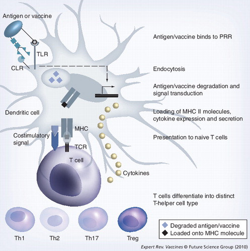 Figure 2. Antigen (or vaccine) recognition by pattern-recognition receptors.Different classes of PRRs bind different ligands. An important PRR class is formed by the TLRs binding microbial lipids, lipoproteins, lipopolysaccharides, nucleic acids and, in the case of tissue damage, heat-shock proteins. These compounds are considered as danger signals. Another class of PRRs is formed by the CLRs binding carbohydrates, for example, N-glycans. CLR binding typically leads to endocytosis of the recognized ligand. However, to mount an effective immune response, concomitant signaling through both a TLR and a CLR receptor is required. Binding to TLRs leads to signal transduction, resulting in the activation of transcription factors that lead to the expression of cytokines. CLR binding leads to endocytosis of the antigen or vaccine molecule as well as signal transduction that also results in the activation of transcription factors and cytokine expression. TLR and CLR signaling may influence each other, leading to the expression of specific cytokines that determine the differentiation of naive T cells into distinct T-helper cells (see text for more details). Parallel to signaling, the endocytosed antigen or vaccine is degraded in the endosome/lysosome, loaded onto MHC class II molecules and presented to the TCR of naive T-helper cells. During the process of antigen/vaccine degradation and MHC loading, the dendritic cell matures and expresses costimulatory molecules (CD80/86) that provide an extra signal required by the naive T cell to proliferate and differentiate into effector T-helper cells.CLR: C-type lectin receptor; PRR: Pattern-recognition receptor; TCR: T-cell receptor; TLR: Toll-like receptor.