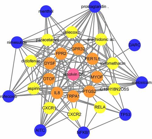 Figure 4. Visualization of the interaction networks of Resolvin D1 (RvD1)-targeted genes and chemicals constructed using Cytoscape. RvD1 targeted genes including: IL8, TRPA1, PTGS2, MYOF, FER1L6, GPR32, FPR2, DYSF, OTOF, RELA, CXR2, CXR1, TP53, NFKB1, AITC, DARC. The Orange circles represent the level of protein-protein interactions with RvD1. The luminous yellow circles and the blue circles represent the protein‐chemical interactions. Edges indicate interactions between circles.