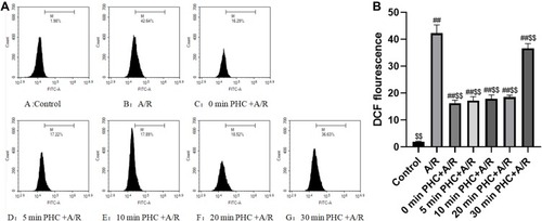 Figure 6 Effect of PHC postconditioning on ROS level. ROS level was detected by flow cytometry with DCF staining technique (A). ROS was found increasing in A/R group compared with the control group, and PHC can drop ROS level compared with the A/R group, yet administering PHC within 20 mins has more significant effect compared with 30 mins group (P<0.01). However, there are no significant differences among the other PHC postconditioning groups (0 min, 5 mins, 10 mins, 20 mins, P>0.05, respectively) (B). (n=6; ##P < 0.01 versus control group; $$P < 0.01 versus A/R group. Data are shown as mean±S.D.).