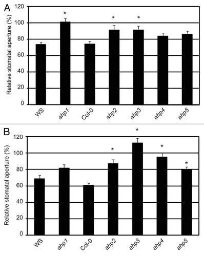 Figure 3. The ethylene and H2O2-induced stomatal response pathway downstream of AHK5. (A) Stomatal aperture in leaves of wild type (WS, Col-0) and different ahp Arabidopsis mutants. The leaves were exposed to 100 µM ethephon for 2h. Data are expressed as stomatal aperture response relative to mock-treated controls. Data are derived from measuring the apertures of at least 60 stomata from 3 independent experiments. * = Statistical difference (p-value ≤ 0.001 via Student’s t-test) compared with the wild type plants. (B) Stomatal aperture in leaves of wild type (WS, Col-0) and different ahp Arabidopsis mutants. The leaves were exposed to 100 µM H2O2 for 2h. Data are expressed as stomatal aperture relative to mock-treated controls. Data are derived from measuring the apertures of at least 60 guard cells from 3 independent experiments. * = Statistical difference (p-value ≤ 0.001 via Student’s t-test) compared with the wild type plants.