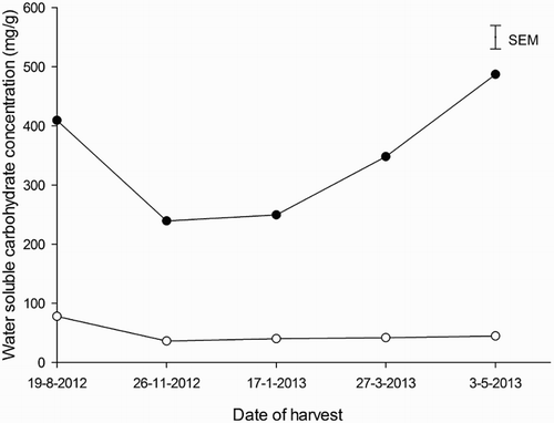 Figure 4 Effect of species (chicory [●] and plantain [○]) on the root water-soluble carbohydrate content during Year 2, 2012–2013. Vertical bar represents ± standard error of mean.