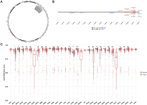 Figure 2 DNA methylation analysis of ZPR1. (A) Chromosomal distribution of the 14 methylation probes associated with ZPR1 on chromosome 11. (B)Detailed location of 14 probes in CpG Island. (C) ZPR1 methylation levels in tumor and normal samples cross different types of cancers. p > 0.05; *p <= 0.05; **p <= 0.01; ***p <= 0.001; ****p <= 0.0001.