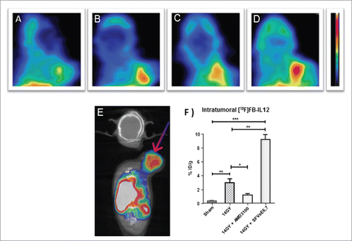Figure 1. In vivo PET imaging and quantitative uptake of [18F]FB-IL-2 in TC-1 tumors. Representative cross-sectional images of TC-1 tumor-bearing mice with the tumor in the field of view. Mice were subjected to different treatments: (A) sham-irradiation (control), (B) 14 Gy local tumor irradiation, (C) 14 Gy local tumor irradiation followed by administration of the CXCR4 antagonist AMD3100 or (D) 14 Gy local tumor irradiation followed by immunization with 5 × 106 SFVeE6,7 particles. (E) Representative a fused PET and computer tomography (CT) image of a cross-section of a TC-1 tumor bearing mouse treated with 14 Gy local tumor irradiation followed by immunization with SFVeE6,7 particles. (F) Quantitative estimation of the in vivo tracer uptake, expressed as percentage of the injected tracer dose per gram of tissue (%ID/g). Arrow indicates the position of the tumor, and all the data represent the mean ± standard deviation. Statistically significant differences between groups are indicated by *p < 0.05, **p < 0.01, and ***p < 0.001.