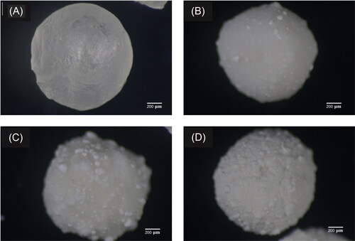 Figure 3. Optical micrographs of dry alginate beads with (A) 0, (B) 0.5, (C) 1, (D) 2% (w/w) ZnO loading.