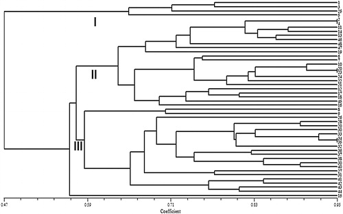 Figure 3. Cluster analysis of 48 safflower genotypes based on genetic similarity obtained by CDDP markers.