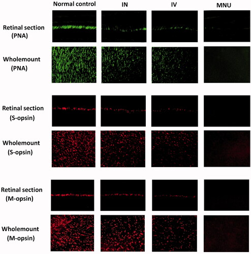 Figure 4. In the normal control mice, PNA staining was evident at the outer segments of photoreceptors. A pronounced proportion of PNA staining was retained in the retinal sections of the INas administered group. Conversely, no PNA staining was found in the retinal sections of the MNU group. The cone photoreceptors in the dorsal-temporal (DT) and dorsal-nasal (DN) quadrants were preferentially preserved by INas delivery of EPO. The M- and S- opsin positive cells were lost in the retinal section and whole mount of the MNU group. On the other hand, the M- and S-opsin positive cells were evident in the retinal section and whole mount of the INas administered group. The M- and S--opsin staining of the IVen group was prominently weaker than that of the INas administered group. In the INas group, the M- and S--opsin positive cells were distributed throughout the retinal whole mount. However, the distribution was not uniformly equal and formed a topographic gradient across retina: the highest number of M-opsin positive cell was in the DT quadrants and the fewest cell in the ventral-nasal VN quadrant; the highest number of S-cone opsin positive cell was in the VN quadrants and the fewest cell in the DT quadrant.