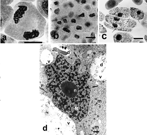 Figure 3. Changes in chromosome structure and ultrastructure in Allium test cells following incubation in Selol solutions at concentration of 100 μg ml−1 and 800 μg ml−1 Se for 48 h incubation periods. (Ślusarczyk et al. Citation2014, Citation2015). Squeezed preparation, stained with 2% aceto-orcein, observation under a light microscope; bar = 10 μm. (a) Chromatin de-condensation at telophase stage. (b) Change of shape of cell nuclei (contraction and condensation of chromatin) following 48 h of incubation. (c) Transition to apoptosis and formation of apoptotic bodies (arrows) after prolonged incubation in higher concentrations of Selol. (d) TEM image. Portion of a cell following incubation in Selol solution of 800 μg ml−1 Se for 48 h. Nucleus typically changed shape with condensed chromatin (arrow). Bars = 2 μm. d – deposits, m – mitochondria, N – cell nucleus, n – nucleolus, p – plastids, v – vacuole.