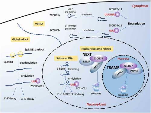 Figure 5. ZCCHC family play crucial roles in regulation of RNA degradation. In cytoplasm, ZCCHC11 and ZCCHC6 function redundantly as uridylyl-transferase to facilitate degradation of global mRNAs with short poly(A) tails and certain pre-miRNAs. For global mRNAs, for example, they enhance the mRNA degradation induced by miRNA (miR-1) and LINE-1 mRNA degradation in retro-transposition. For miRNA, ZCCHC11 and ZCCHC6 mark different type of miRNA for degradation. In the nucleus, ZCCHC11 participates in degradation of histone mRNA. ZCCHC8 and ZCCHC7 are a key component of the NEXT complex in nucleoplasm and the TRAMP-like complex in nucleolus, respectively. Both two complexes are related to the nuclear exosome, which is responsible for degradation of abnormal RNAs and the accurate 3′-end formation of functional RNAs