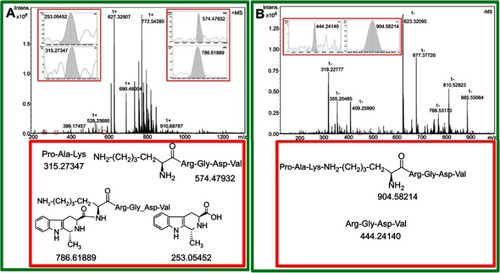 Figure 8 (A) ESI(+)-FT-MS spectrum of the extract of arterial thrombus of rats treated with 0.01 μmol/kg MTCA-KKV; (B) ESI(-)-FT-MS spectrum of the extract of arterial thrombus of rats treated with 0.01 μmol/kg of MTCA-KKV.Abbreviations: MTCA-KKV, (1R,3S)-1-methyl-1,2,3,4-tetrahydro-β-carboline-3-carboxyl-Lys(Pro-Ala-Lys)-Arg-Gly-Asp-Val.