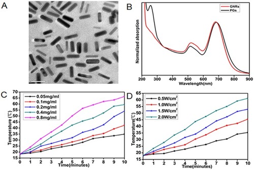 Figure 1 Characterization of GNRs and PGs. (A) TEM image of PGs. (B) UV-Vis absorption spectrum of GNRs and PGs. (C) NIR-induced heat generation of different concentrations of PGs aqueous solution at the same power density of 2 W∙cm−2. (D) NIR-induced heat generation of 0.8 mg∙mL−1 PGs at the different power densities.