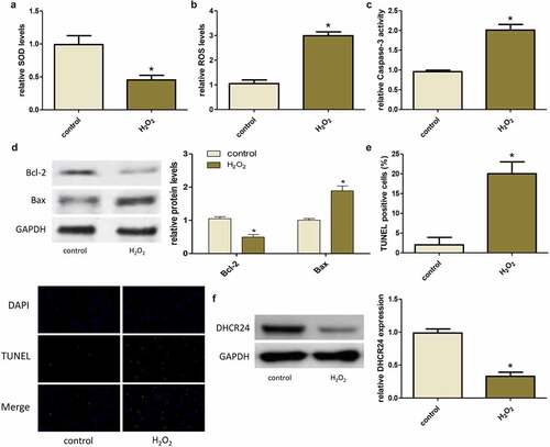 Figure 2. H2O2 induced oxidative stress and apoptosis of A549 cells and down-regulated DHCR24. (a) The levels of SOD in A549 cells were detected by SOD activity assay (‘*’ p < 0.05 vs. control, n = 3). (b) The contents of ROS in A549 cells were detected by DHR-ROS test kit (‘*’ p < 0.05 vs. control, n = 3). (c) The Caspase-3 activity of A549 cells was detected (‘*’ p < 0.05 vs. control, n = 3). (d) Western blot analysis of Bcl-2 and Bax (‘*’ p < 0.05 vs. control, n = 3). (e) Results of TUNEL staining of A549 cells (200×) (‘*’ p < 0.05 vs. control, n = 3). (f) Western blot analysis of DHCR24 (‘*’ p < 0.05 vs. control, n = 3)