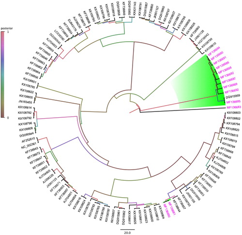 Figure 2. Bayesian phylogenetic inference of evolutionary relationships amongst 13 partial rep genes of PiCV sequences isolated in this study with 107 other selected partial rep gene sequences. A maximum clade credibility tree was automatically rooted in Beast v1.8.3 (GTR + I+G4 substitution model, an uncorrelated relaxed lognormal clock model, and coalescent Bayesian skyline prior). FigTreev1.4.2 was used to generate the consensus tree. Labels at branch tips refer to GenBank accession number. Clade posterior probability values are shown at tree nodes. Background shading clade and pink taxa highlight the PiCV sequences isolated from feral pigeons geographically located in Australia (colour online only).