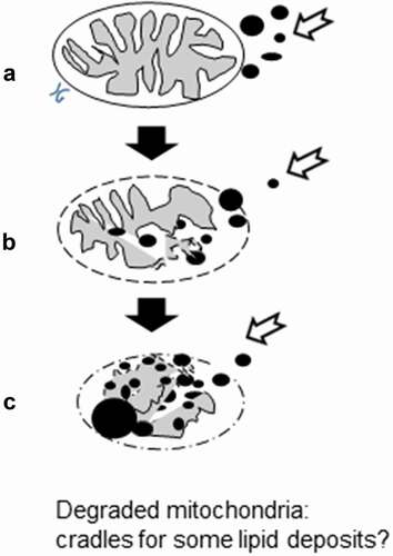 Figure 14. Diagrammatic representation suggesting the mitochondrion lytic remnant used as sink for diverse electron contrasted lipid and metabolites in oxidative muscle fibers