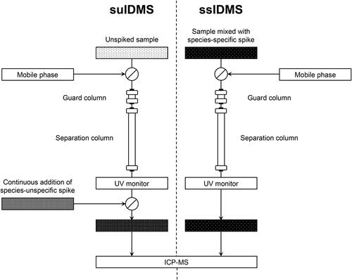 Figure 1. Work-flow diagram for species-unspecific isotope dilution mass spectrometry (SU-IDMS, left) compared with species-specific isotope dilution mass spectrometry (SS-IDMS, right) using a single separation column with UV-visible monitoring and online ICP-MS elemental quantitation. In species-unspecific IDMS, the isotopically enriched spike is continuously added post-separation, whereas in species-specific IDMS, the sample is mixed with an isotopically enriched species-specific spike before chromatographic separation.