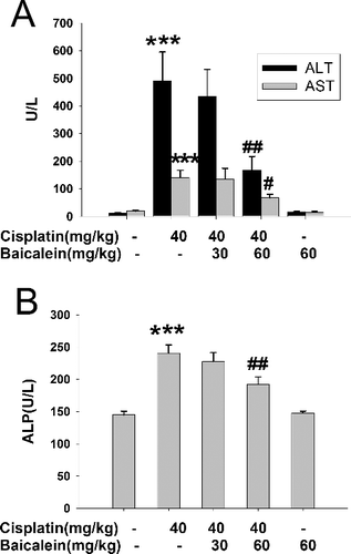 Figure 1. Serum enzymes in cisplatin-treated mice with or without administration of baicalein. Serum ALT and AST activities (A); serum ALP activity (B).