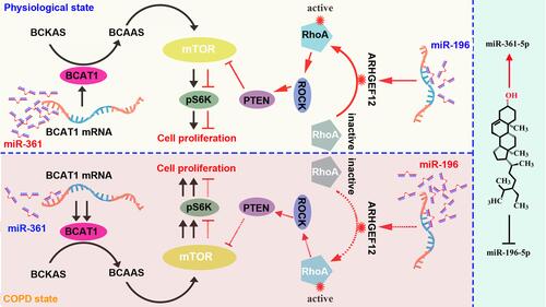 Figure 5 Potential mechanism of GS exerting biological activity. Under physiological condition, relatively more miR-361-5p and less miR-196-5p in BECs respective targeting bact1 and arhgef12 3ʹUTR result to low BCAT1 and high ARHGEF12 protein expressions. In one way, as an enzyme metabolizing BCKAS to BCAAS, low expressed BCAT1 decrease BCAAS production, which merely partial activate mTOR-pS6K pathway and slightly promoting BECs proliferation. In another way, high expressed ARHGEF12 protein activate and subsequently promote ROCK and PTEN expressions, the later inhibit mTOR-pS6K pathway and result to anti-proliferation of BECs. In contrast, under COPD condition, the levels of miR-361-5p and miR-196-5p are reversed, which cause enhanced BCAAS-mTOR-pS6K and weakened RhoA-ROCK-PTEN pathway result to BECs proliferation. The biological activities of GS are simultaneously inhibits miR-196-5p and promote miR-361-5p levels in order to ameliorate mTOR-pS6K pathway, finally exert anti-proliferation of BECs in COPD.