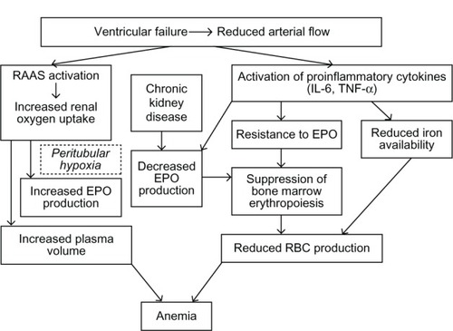 Figure 1 Overlapping mechanisms of anemia in heart failure.© Hindawi Publishing Corporation. Adapted with permission from Alexandrakis MG, Tsirakis G. International Scholarly Research Network. Hematology. 2012.Citation30