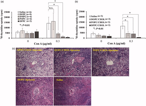 Figure 4. Different liposome effects on T-cell suppressive effect induction. DOPC-, DMPC-, POPC-, DPPC-, DOPC/CHOL-, POPC/CHOL-, and DPPC/CHOL-liposome suspensions were prepared as described in Materials and Methods. They were injected intravenously into rats. The spleens were excised 18 h later. Then the 3H-thymidine uptake was observed in the presence of Con A (0.3 µg/ml). (a) Aside from the DOPC-liposome, three other liposomes induced T-cell suppression, with the strongest suppression found for DPPC-liposome. Data from several experiments were collected and expressed as mean ± SD. The numbers of experiments are presented in parentheses. (b) When cholesterol was incorporated, all tested liposomes induced significant T-cell suppression. c) When POPC/CHOL-liposome or DOPC/CHOL-liposome was injected, unique cells with enlarged cytoplasm appeared in the spleen similarly to DPPC/CHOL-liposome. Nevertheless, no apparent change was observed when DOPC-liposome or saline was injected. Each image was obtained from one independent experiment. Images were taken using a light microscope (BX50; Olympus Corp.) with a 20 × /0.50 objective lens to give original magnification at the time of photomicroscopy as × 200.