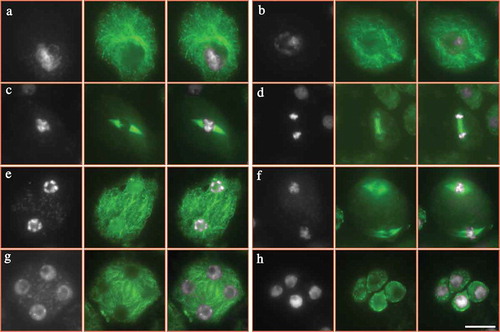 Figure 5. Microtubular cytoskeleton in PMCs of control plants. A-H, PMCs at pachytene (a), diakinesis (b), metaphase Ι (c), anaphase Ι (d), interkinesis (e), metaphase ΙΙ (f), tetrad (g) and unicellular microspore (h) stages in control plants. White: DAPI signal; green: ɑ-tubulin signal. Scale bar = 10 μm.