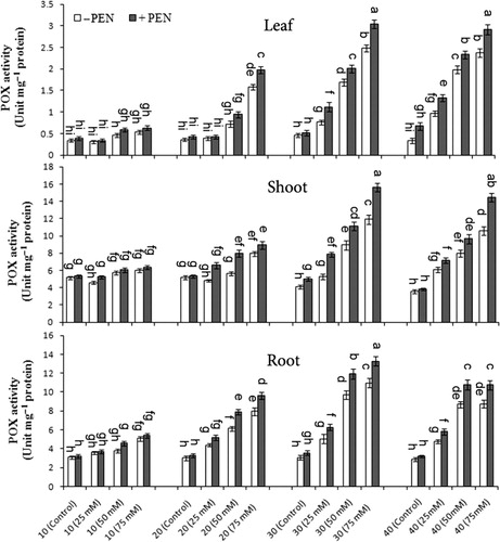 Figure 4. The effect of NaCl (0, 25, 50, and 75 mM) and penconazole (−PEN and +PEN) treatments on POX activities of M. pulegium leaves, shoots, and roots during four harvest times (10, 20, 30, and 40 days). Vertical bars indicate mean ± SE of four replicates. Different letters indicate significant differences at P ≤ 0.05 (LSD).
