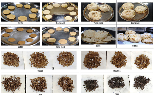 Figure 1. Depicting the variation in color of dough, baked chapati, and phenol-treated grains of different wheat genotypes.