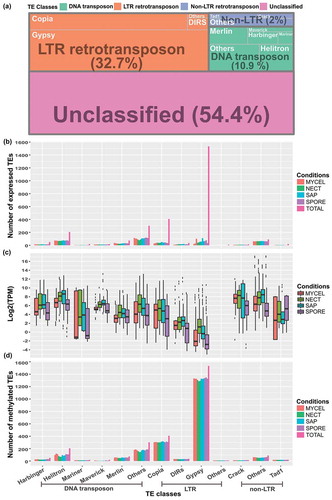 Figure 6. Expression levels and methylation status of different classes of TEs. (a) Occurrences of predicted TEs in H. parviporum 96026 genome. (b) Barplot showing the number of expressed TEs in the studied four conditions. ‘TOTAL’ represented the total number of TEs in each subclass. The biological replicates of each condition were indicated by using the same bar color. (c) Boxplot of TEs expression level represented by Log2 TPM values in the studied conditions. (d) Barplot showing the number of methylated TEs. ‘TOTAL’ represented the total number of TEs in each subclass. The biological replicates of each condition were indicated by using the same bar color.