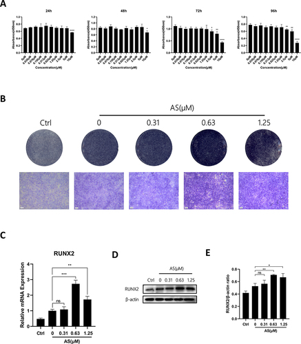 Figure 4 AS-605240 enhances in vitro osteoblast activity. (A) The effect of AS on cell viability of MC3T3-E1s by CCK-8 assay at 24, 48, 72, and 96h. (B) MC3T3-E1s were treated with osteogenic differentiation medium in the presence of 0, 0.31, 0.62, and 1.25μM AS for 7 days, followed by ALP staining. (C) The expression levels of osteoblast-associated genes were measured by RT-qPCR. The expression of these genes was normalized to the expression of GAPDH (n = 3). (D) The expression of RUNX2 in MC3T3‐E1s treated with different concentrations of AS was detected by WB. (E) The above proteins were quantified by image J to analyze the intensity of bands associated with β-actin (n = 3). *p < 0.05, **p < 0.01, ***p < 0.001, ****P < 0.0001. All data are expressed as mean ± SD.