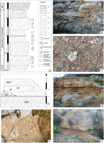 Figure 7. Stratigraphy and facies of the Barcarello synthem (SIT). (a) columnar type section of SIT measured and sampled at Barcarello (see index map of Figure 2/Geological Sheet for location). Legend: 1. Middle Pleistocene aeolian sands of the Polisano synthem (BLT); 2. very coarse sands and calcarenites with Strombus bubonius; 3. bioclastic coarse-to-fine calcarenites with intercalations of continental scree; 4. very coarse sands and calcarenites with corals, bivalves, gastropods; 5. marine sandy clays; 6. well-cemented stratified slope deposits of the Raffo Rosso synthem (RFR). (b) Cross-laminated bioclastic calcarenites (Sferracavallo, see Figure 2). (c) Well-cemented conglomerates and reddish calcarenites with an exemplar of Strombus bubonius (Macari coastal plain). (d) Line drawing of the Sferracavallo natural section (circle in the index map of Figure 2/Geological Sheet) illustrating different lithofacies and stratigraphic relationships. (e) Reddish calcarenites and breccias (SIT) unconformably covering the Mesozoic carbonates (Mz) at Barcarello outcropping site. (f) Reddish burrowed sands, followed with erosion by well-cemented and laminated foreshore coarse calcarenites (Sferracavallo outcropping site).