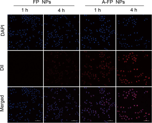 Figure 5 CLSM images of MCF-7 cells incubated with FP NPs and A-FP NPs 1h or 4h. From top to bottom: DAPI-labeled nuclei, DiI-labeled NPs and the corresponding merged images. (scale bars: 50 μm).Abbreviations: DAPI, 2-(4-amidinophenyl)-6-indolecarbamidinedihyrochloride; DiI, 1,1-dioctadecyl-3,3,3′,3′-tetramethylindocarbocyanine perchlorate; CLSM, confocal laser scanning microscopy; FCM, flow cytometry; A-FP NPs, AS1411-PLGA@FePc@PFP; FP NPs, PLGA@FePc@PFP.
