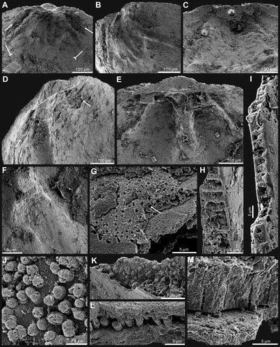 Figure 5. Internal morphology and ultrastructure of Palaeotreta shannanensis gen. et sp. nov. from the Shuijingtuo Formation of southern Shaanxi. A, enlarged ventral posterior end, showing cardinal muscle scars (arrows) and paired vascula lateralia (tailed arrows), ELI-XYB S4-3 AU-07; B, oblique lateral view of A; C, enlarged ventral posterior end, ELI-XYB S4-3 AV-07; D, lateral view of dorsal posterior end, noting cardinal muscle scars by arrows, XYB S4-3 AV-18; E, enlarged dorsal pseudointerarea and median buttress, ELI-XYB S4-3 AU-12; F, enlargement of the terminal of median buttress of E, note weakly developed median septum; G, fine pores on the exterior of columnar lamella by exfoliation of the primary layer, ELI-XYB S4-3 AU-09; H, I, one layer of the secondary columnar structures on valve margin, ELI-XYB S4-3 AV-09, XYB S4-3 AU-07; J, K, remaining base of columns after exfoliation of the covering lamella of H; L, one lamella of very short secondary columns, ELI-XYB S4-3 AU-08; M, re-crystallization of the columns, note hollow in the centre, ELI-XYB S4-3 AV-13.