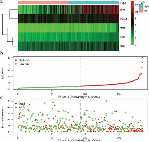 Figure 5. The risk score constructed by 5 EAGs to predict OS in HCC patients. (a) Heatmap of 5 EAGs’ expression profile between high and low-risk groups. (b) The risk score distribution of HCC patients. (c) Correlations between survival times and the survival status of HCC patients. OS: overall survival rates.