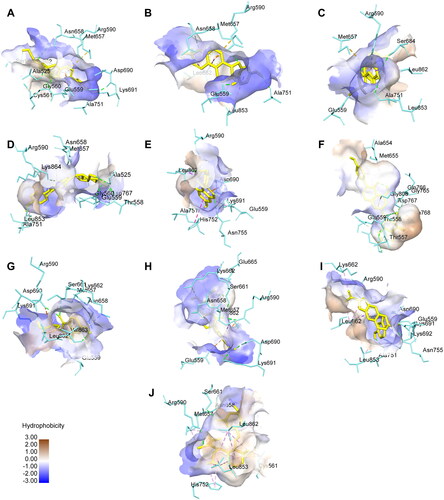 Figure 1. Amino acid interactions of daidzin (A), Glycitin (B), Genistin (C), Daidzein (D), Glycitein (E), Genistein (F), Glyceollin I (G), Glyceollin II (H), Glyceollin III (I), and Simvastatin (J) with HMGCR.