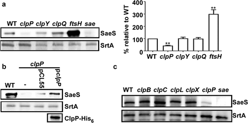 Figure 1. Disruption of clpP decreases the expression of SaeS in S. aureus Newman. (a) The effect of the mutation in ATP-dependent protease genes on the expression of SaeS. Bacteria were grown in TSB and collected at the stationary growth phase (OD600 = 2), then the expression of SaeS was determined by western blot analysis. in this assay, the wild-type (WT), clpP, clpY, clpQ, ftsH mutant strains were used. sae mutant strain was used as a negative control. data were derived from three biological repeats. Sortase (SrtA) was used as a loading control. **, p < 0.01 (versus WT) by unpaired, two-tailed student’s t-test. the quantification of the western blot results is shown on the right. (b) Complementation analysis of the ClpP-mediated regulation of SaeS. Cells were grown as above. SaeS was detected by western blot analysis. the ClpP protein for the complemented strain was determined by His antibody. pCL55, the vector control; pclpP, pCL55 carrying the clpP gene. (c) The effect of the mutation in ClpATPases genes on the expression of SaeS. As with above, SaeS was detected by western blot analysis.The original blots were presented in Supplementary Figure S3, and cropping lines are indicated in red color.