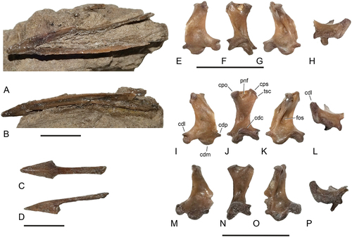 Figure 7. Cranial elements of the Zygodactylidae from the early Eocene London Clay of Walton-on-the-Naze (Essex, UK). (A, B) Primozygodactylus cf. danielsi (NMS.2021.40.47), rostral portion of mandible in (A) dorsal and (B) left lateral view. (C, D) Zygodactylidae, gen. et sp. indet. B (NMS.2021.40.61), rostral portion of upper beak in (C) dorsal and (D) left lateral view. (E‒L) P. cf. danielsi (NMS.2021.40.51), (E‒H) left and (I‒L) right quadrate in (E, I) lateral, (F, J) caudal, (G, K) medial, and (H, L) ventral view. (M‒P) Zygodactylidae, gen. et sp. indet. B (NMS.2021.40.61), right quadrate in (M) lateral, (N) caudal, (O) medial, and (P) ventral view. Abbreviations: cdc, condylus caudalis; cdl, condylus lateralis; cdm, condylus medialis; cdp, condylus pterygoideus; cpo, capitulum oticum; cps, capitulum squamosum; fos, fossa; pnf, pneumatic foramina; tsc, tuberculum subcapitulare. The scale bars equal 5 mm.