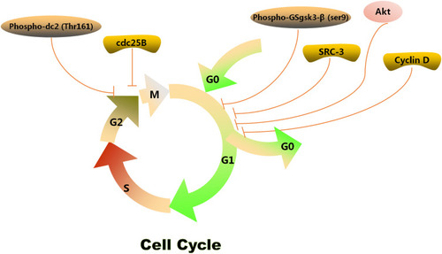 Figure 4 Cell cycle arrest mechanism of GA.