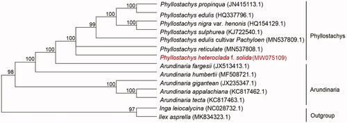 Figure 1. Phylogenetic relationships among 12 complete chloroplast genomes of Phyllostachys and Arundinaria. Bootstrap support values are given at the nodes.