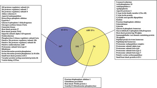 Figure 8. Venn diagram of proteins associated with Ascaris suum adult Excretory/Secretory (ES) extracellular vesicles (EVs) and A. suum adult body fluid (ABF) EVs. A selection of identified proteins are listed (the full list can be found in Supplementary Table 3 (.xls) and Supplementary Table 4 (.xls)).