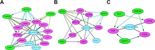 Figure 8 Regulatory networks of the key miRNAs, target genes and transcription factors. Network of hsa-miR-29b-3p and four transcription factors (A); network of hsa-miR-519c-3p and three transcription factors (B); network of hsa-miR-520a-5p and three transcription factors (C). Green octagons indicate transcription factors. Purple circles indicate target genes regulated by hub DEMs and transcription factors, and blue circles indicate target genes regulated by hub DEMs.