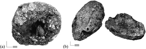 Figure 7. Carbonised remains of (a) an apple/pear (Malus/Pyrus) fruit, and (b) two acorn halves (Quercus sp.) recovered from within the Bronze Age house at Kalnik-Igrišče.