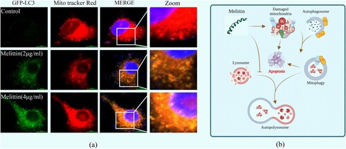 Figure 4. Melittin resulted in increased intracellular mitochondria-autophagosome fusion. (a) Cells were pre-transfected with the GFP-LC3 virus for 24 h and then incubated with melittin (2,4 μg/ml) for another 24 h. After that cells were labeled with Mito tracker Red for 15 min and analyzed at the confocal fluorescence microscope. Yellow dots show mitophagy in A549 cells. (b) Schematic diagram depicting the induction of mitophagy dysfunction and apoptosis by melittin.