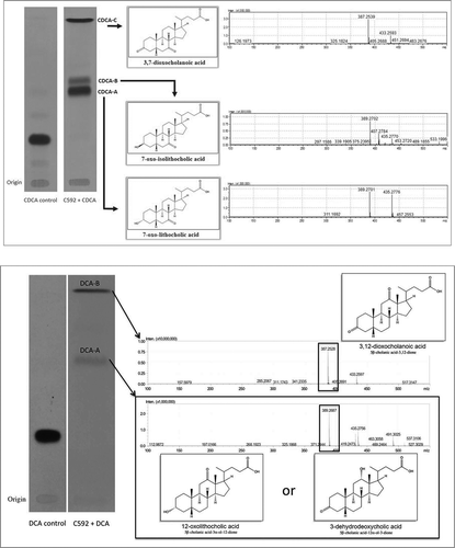 Figure 2. Characterization of bile acid metabolism and metabolites by Eggerthella lenta strain C592. (Upper Panel) Representative TLC showing formation of oxo-bile acids and iso-bile acid derivatives of CDCA as identified by LC-MS following TLC separation. CDCA metabolites were separated as previously described on TLC both with and without [24-14C]-radiolabel. Isolated unlabeled substrates corresponding to CDCA-A, CDCA-B, and CDCA-C then underwent MS analysis as described in the Materials and Methods. (Lower Panel). Identification of metabolites formed following growth of C592 in the presence of [24-14C] DCA. Autoradiograph of representative TLC shows relative migration of DCA control and formation of DCA-A and DCA-B by strain C592. Regions of the TLC corresponding to DCA-A and DCA-B were subjected to MS analysis resulting in identification of DCA-B and possible products of DCA-A. Three biological replicates of this experiment were performed.