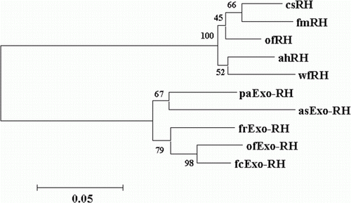 Figure 3.  Phylogenetic tree based on an amino acid alignment for RH and Exo-RH sequences in teleost fish. Bootstrap values (%) are indicated (1000 replicates). The score between two protein sequences, which is a measure of their relative phylogenetic relationship, is represented by the horizontal distance in this tree, i.e. the shorter the distance, the more related they are. GenBank accession numbers for the sequences are: Atlantic halibut RH (ahRH, AAM17918); common sole RH (csRH, CAA77254); flathead mullet RH (fmRH, CAA77250); winter flounder RH (wfRH, AAT72123); fire clownfish Exo-RH (fcExo-RH, ADI59664); Fugu rubripes Exo-RH (frExo-RH, AF201472); ayu Exo-RH (ayExo-RH, BAC56700); and Atlantic salmon Exo-RH (asExo-RH, AAF44619).